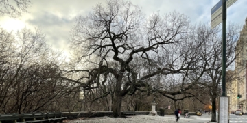 We Thought That We Would Never See — A Map of Every Parks-Department Tree!