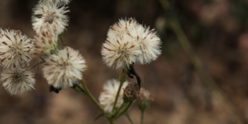 WSR Poetry Corner: ‘December’s Ode to Withered Flowers’