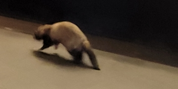 Ferret on the Loose!