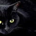 What Would Friday the 13th Be Without a Beautiful Black Cat?