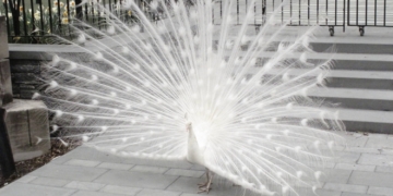 The Divine Peacocks of Saint John’s Were Celebrated as They Headed Off to Retirement