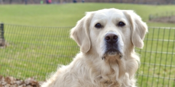 Pupper West Side: Finn Is A History Buff With A Penchant for Peaceful Protests