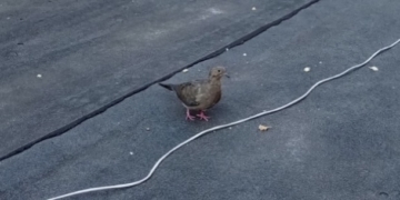 WSR Poetry Corner: ‘Mourning Dove’