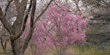 WSR Poetry Corner: ‘Flowering Trees’