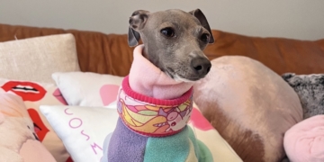 Dog Slips From Collar and Runs 34 Blocks in Traffic; Wait Till You See Where She Ends Up