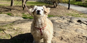 Pupper West Side: Jofi Has Ties to Freud But a More ‘Snuggly’ Technique