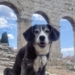 Pupper West Side: Travel Enthusiast Alice Has a Beagle’s Nose for Sniffing Out New Adventures