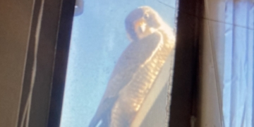 West Side Little League’s Mascot Pays a Surprise Visit: ‘Play Ball’!