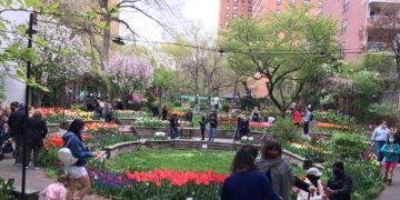 West Side Community Garden’s Annual Tulip Festival Will Be Blooming (Around) April 15 Through May 6