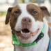 Pupper West Side Adoption Edition: Troy Is A Big Loveable Lug with a Nose for Fragrant Flowers