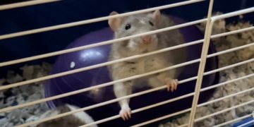 Pet Rats: ‘Less Work Than Dogs; More Present Than Bunnies; and Kinder Than Cats’