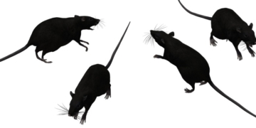 UWS Rat Update: Eek! Upcoming ‘Rat Academy’ Trainings Show How to Evict Persistent Pests 