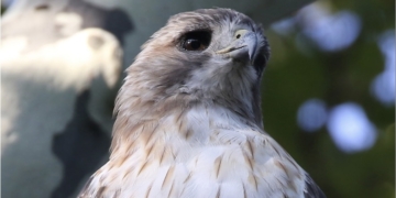 Monday Bulletin: ‘In Memory of Pale Male’ — NYC’s Original Celebrity Bird