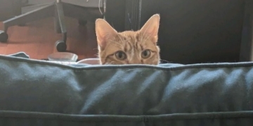 West Side Mews: Princely Georgie is King of the Condo 