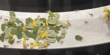 Monday Bulletin: Mesmerized by the Ants