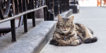 He’s Not Lost, He’s a Resident: Achilles the Cat, a Beloved Fixture of West 81st Street
