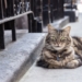 He’s Not Lost, He’s a Resident: Achilles the Cat, a Beloved Fixture of West 81st Street