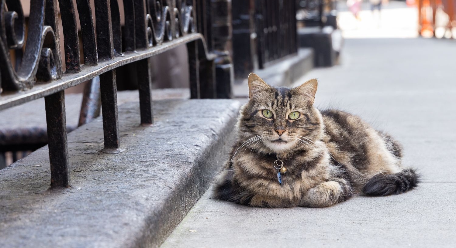 He's Not Lost, He's a Resident: Achilles the Cat, a Beloved