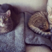 West Side Mews: Folly & Oakley – Storybook Cats Living a Fairytale Life on the UWS