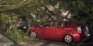 Tree vs. Prius on West 75th Street