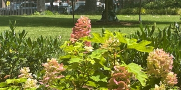 A Walk in the Park: Renovation of Theodore Roosevelt Park at the American Museum of Natural History