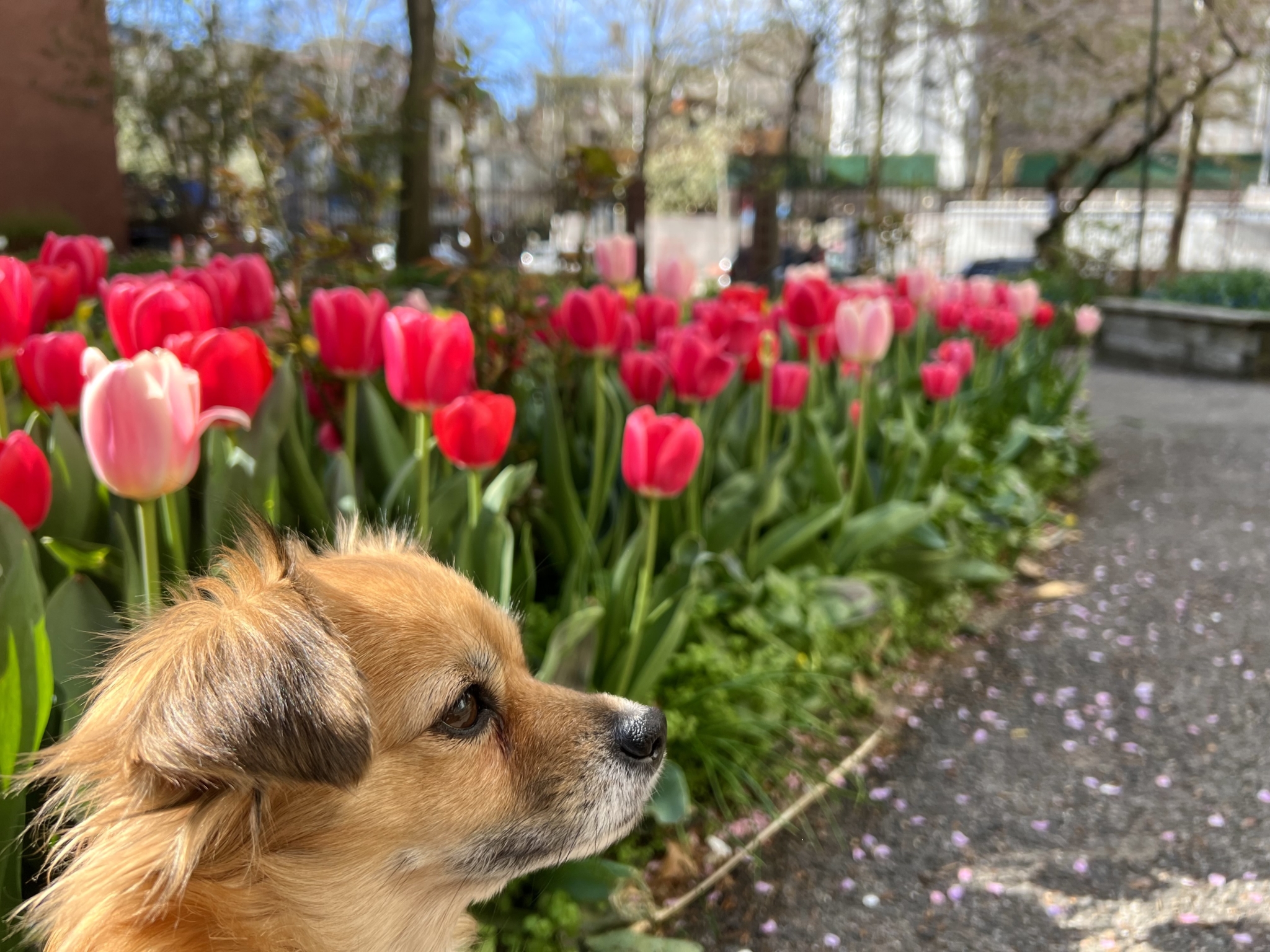Pupper West Side After a Rough Start in Texas, Cashew Enjoys the West