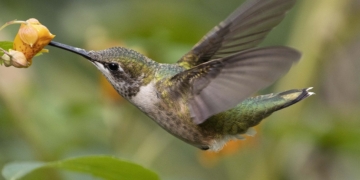 From Hawks to Hummingbirds: Where to See Some Astonishing Birds on the UWS this Fall
