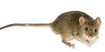 Free Mouse Removal in the Name of Science (This is Not an Ad)