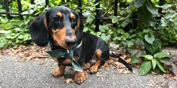 Pupper West Side: Little Luca Makes a Big Impression and Lots of New Friends