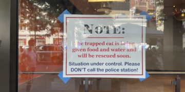 UPDATED Alert: Kitten Needs Help