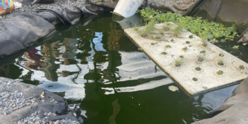 Getting the Green Out of NYC Ponds; Upper West Sider Shares a Solution With Local School
