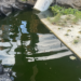Getting the Green Out of NYC Ponds; Upper West Sider Shares a Solution With Local School