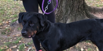 UPDATED: Lost Dog Found in North Woods of Central Park Tuesday Afternoon, Still Unclaimed