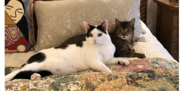 Weekend Column: I Have COVID — And My Cat Is Sneezing