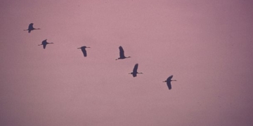 NYC Bird Orgs Put Out Call To Cancel Central Park Drone Show: ‘This Is A Very Bad Idea’
