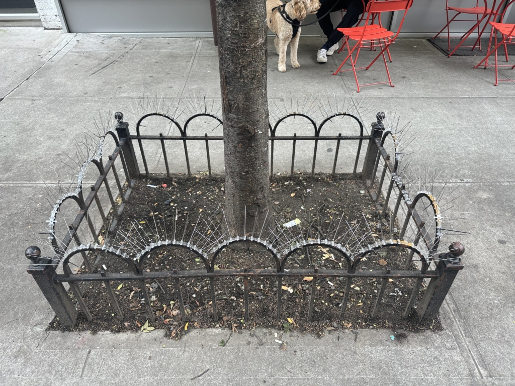 UPDATED Spikes Surrounding UWS Tree Bed No Halloween Prank, REMOVED!