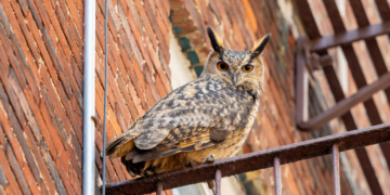 Flaco the Owl Spotted on Upper West Side Fire Escape: See It