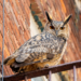 Flaco the Owl Spotted on Upper West Side Fire Escape: See It