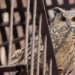 Flaco the Owl Spotted on Upper West Side Fire Escape: See It