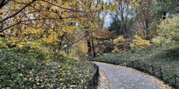 Peaking? Peaked? No Matter. Every Path Leads to Paradise in Central Park