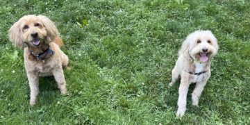 Mysterious Canine Respiratory Illness Hits 15 States, But Not New York (Yet): UWS Vets Say Don’t Panic, But Take Precautions