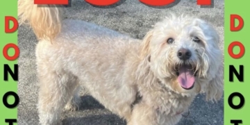 Search Continues for Lost Dog in Central Park: ‘I Just Want My Baby Back’