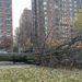 Big Tree Falls In Riverside Park Near West 72nd Street