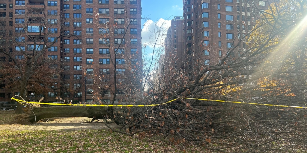 Downed Tree Still Down