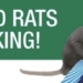 By the Numbers: Is the Rat Problem Getting Better on the UWS?