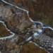 NYC Has Lost a Symbol of Freedom and Resilience; Flaco the Eagle-Owl Has Died
