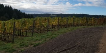 UWS Wine Geek: A Guide to Natural Wine, With Some Recommended Bottles