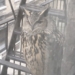 Flaco the Owl Celebrates 1-Year Anniversary of Freedom on Upper West Side Fire Escape: See Video