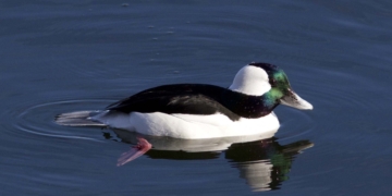 Birding: The Waterfowl That Winter in Central Park; Who and Where They Are