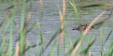 Hippopotamus Injured on the Upper West Side: See It